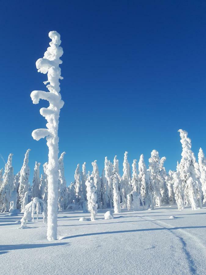 Valkea Arctic Lodge بيللو المظهر الخارجي الصورة